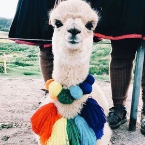 Meet your Posher, Carmen